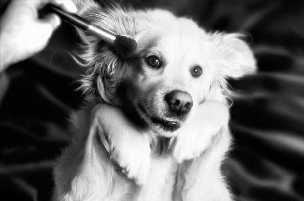https://static.boredpanda.com/blog/wp-content/uploads/2018/07/iconic-madonna-scenes-dog-recreation-maxdonna-vincent-flouret-5b5ae48a3abc5__700.jpg