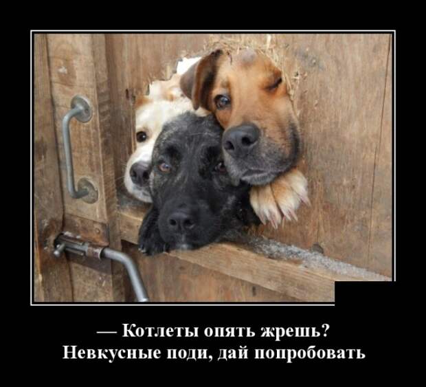 Демотиваторы (30 фото)