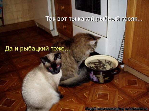 Свежая котоматрица для всех (38 фото)
