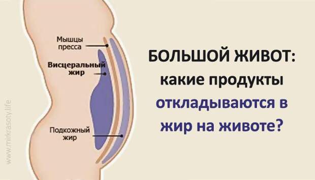 Большой живот: какие продукты провоцируют образование жира вокруг талии? Большой живот: какие продукты провоцируют образование жира вокруг талии?