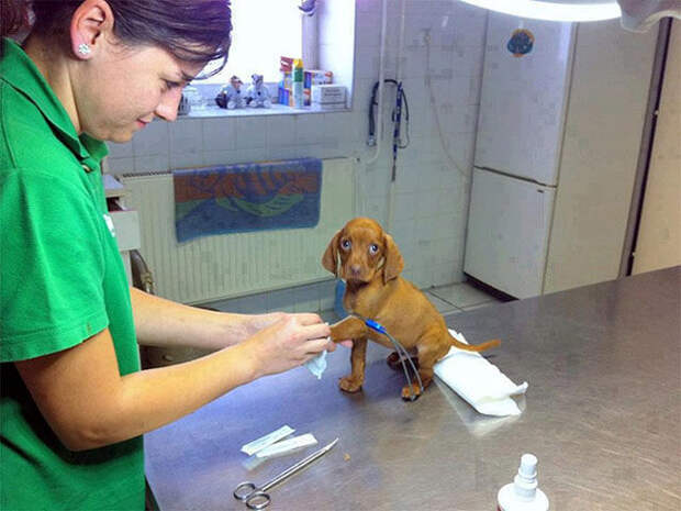 Pets Really Don’t Enjoy Visits to the Vet