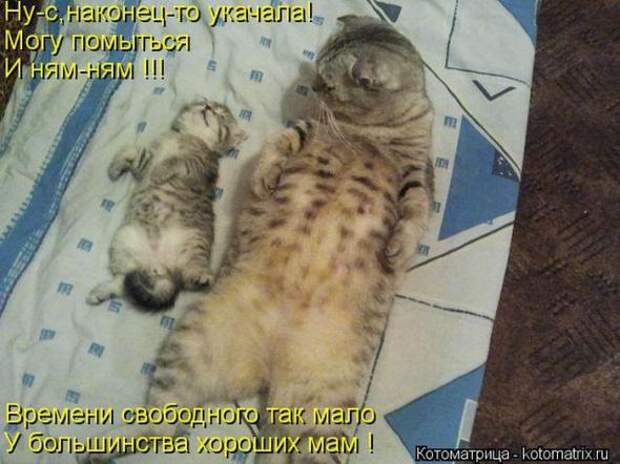 Котоматрицы(картинки с надписями)