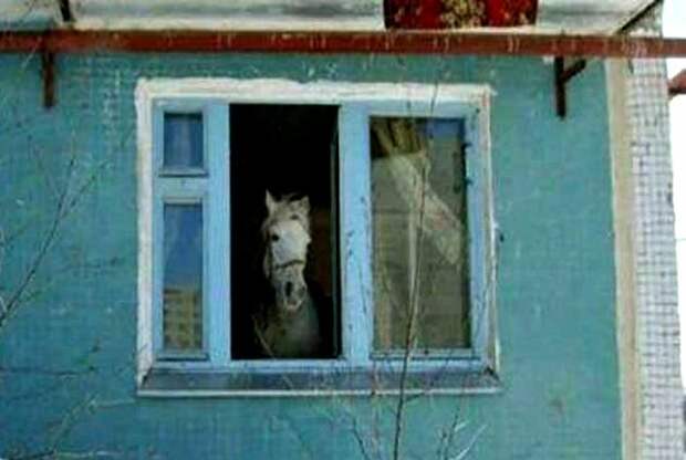 Соседи, которые могут удивить