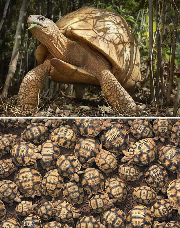 10. Мадагаскарская клювогрудая черепаха вымирающие животные, животные, животные фото, исчезающие виды, исчезающие животные, редкие виды, редкие животные, угроза исчезновения