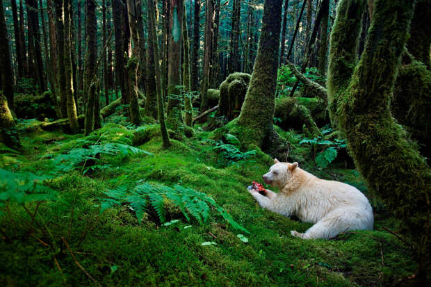 Лучшие кадры живой природы от National Geographic