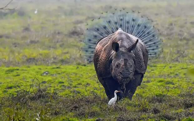 Помесь павлина с носорогом. (Фото Kallol Mukherjee)