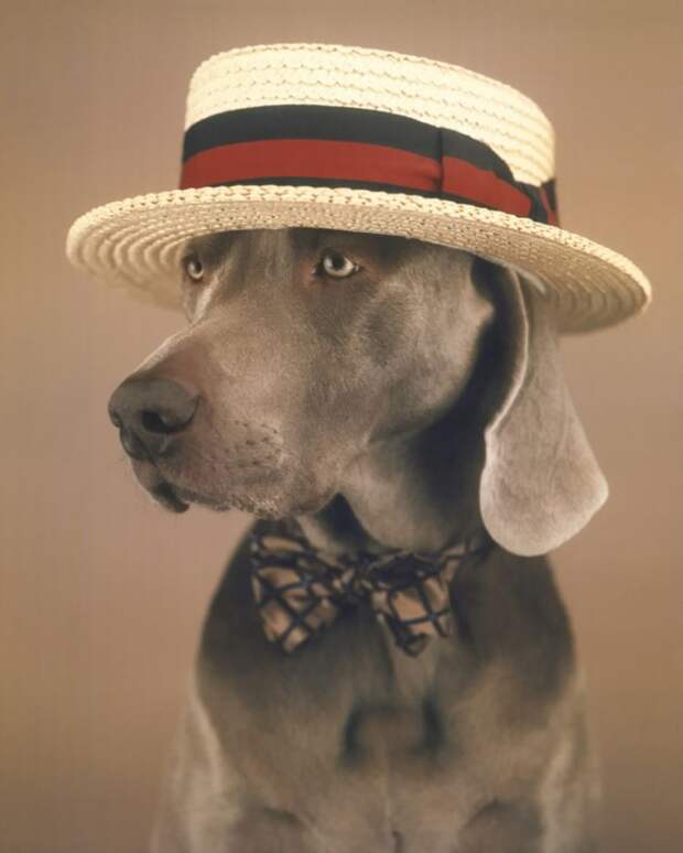 William Wegman - Man Ray