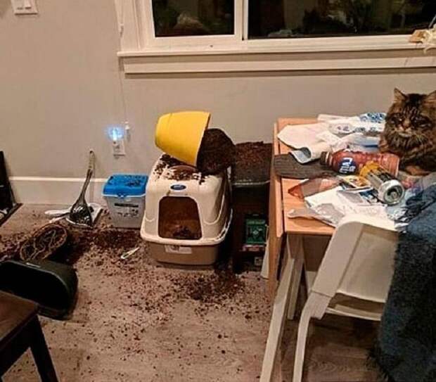 Котики-вредители. Люди поделились забавными фотографиями своих питомцев в момент