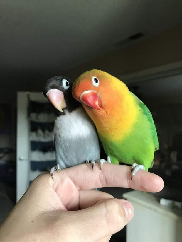 Разноцветный попугай и его готическая подружка. попугай киви и его подружка-гот, киви и Сиукси