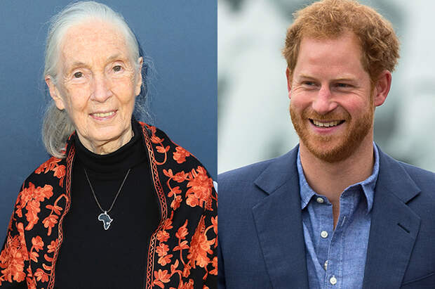 Джейн Гудолл: "Новая жизнь кажется принцу Гарри сложной"