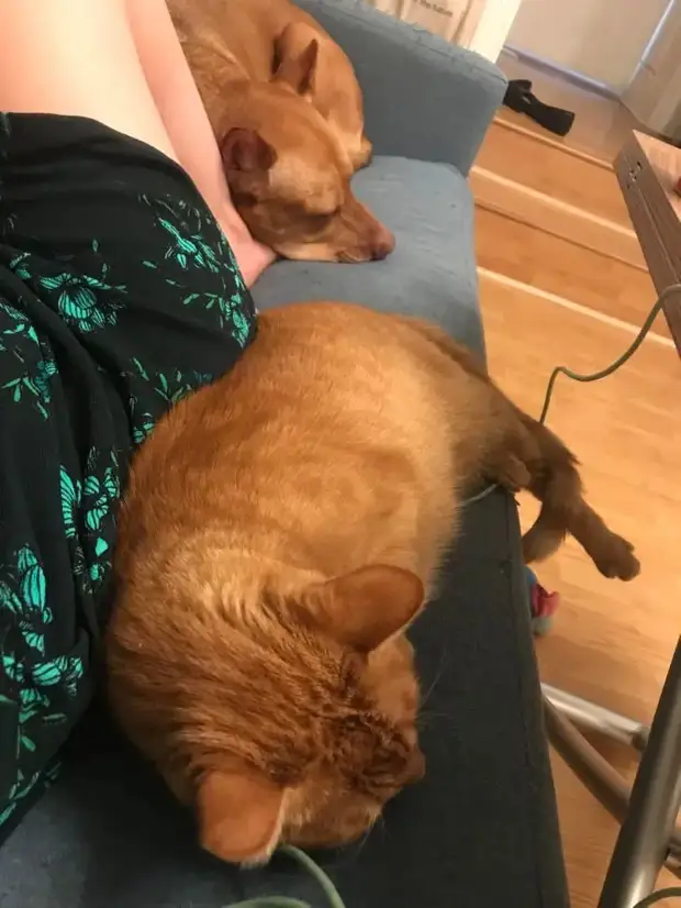 Питомцы, которые не знают границ когда, нравится, просто, смотрю, через, моюсь»«Это, просыпаюсь, достаточно, чтобы, занять, Иногда, стул»Когда, контролирует, питомцы, понятие, личных, границ, перестаёт, живут, огромны«Это