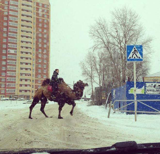 Подборка автоприколов. Часть 196 Подборка автоприколов. Часть 196 автоприколы, приколы