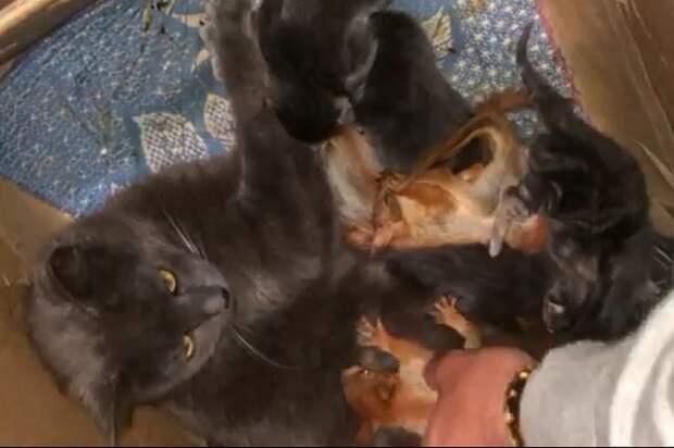 Мурка одинаково заботится о родных черных котятах и приемных рыженьких бельчатах. Фото: кадр видео.