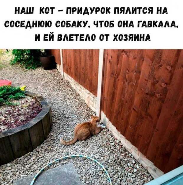 Кот троль )