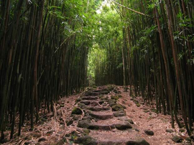 Прогуляйтесь по бамбуковому лесу, в Национальном парке Халеакала, Мауи, Гавайи.