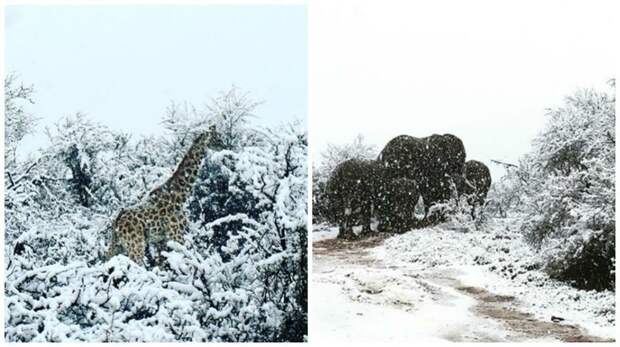 Сюрреалистические кадры: в Африке выпал снег, и жирафы гуляют по белоснежному ковру ynews, аномалия, африка, интересное, природа, снег, фото