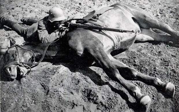 Галерея животных, втянутых людьми в мировую бойню Галерея животных, втянутых людьми в мировую бойню факты, мировая война, животные