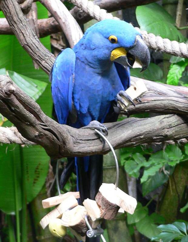 Самый большой попугай в мире — Гиацинтовый ара