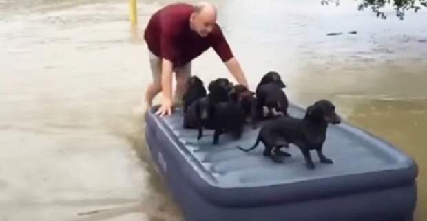 Во время наводнения, мужчина спас соседских щенков, вместо того, чтобы спасать свое имущество