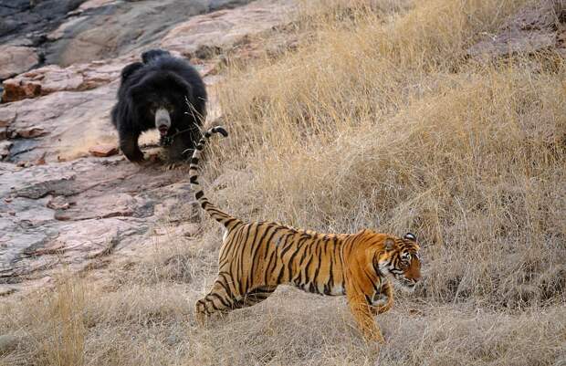 Медведица с медвежатами прогнала спаривающихся тигров