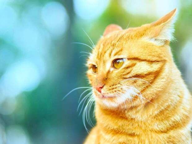 Смешные и просто красивые фотографии кошек животные, коты, прикол