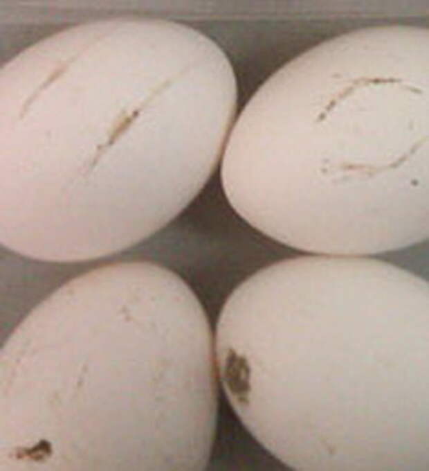 Яйца грязные можно ли их мыть