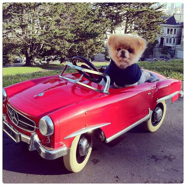 Животные на выезде AnimalRide15 Животные на выезде