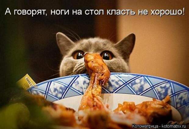 Котоматрицы (картинки с надписями)
