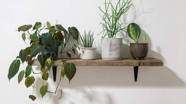 Как спасти комнатные растения от сухого воздуха зимой: секреты опытных цветоводов