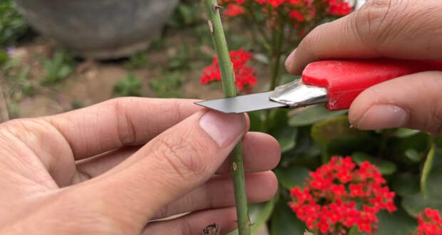 Очень простой способ прививки роз, получится даже у начинающих садоводов