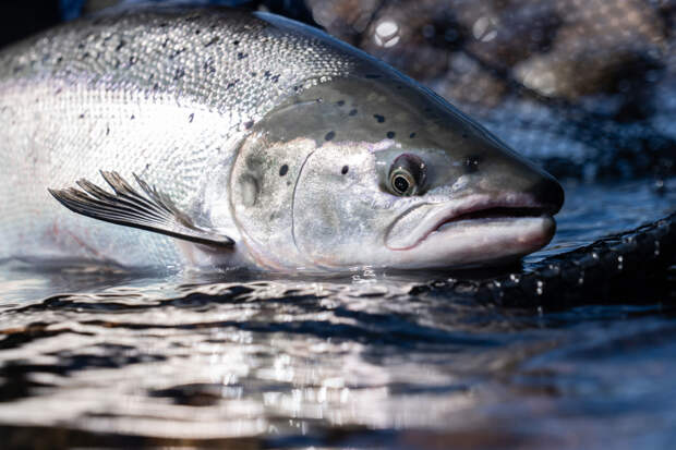 Страна БРИКС довела импорт рыбы в Россию до десятилетнего максимума