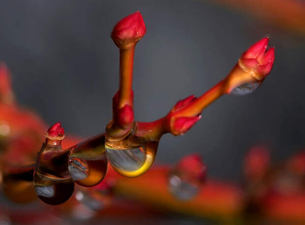 Фотографии капель воды