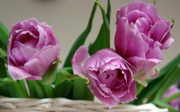 фиолетовые тюльпаны, корзина