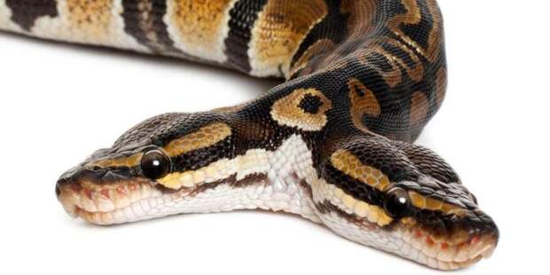 1. Двухголовая змея аномалия, животные, мутация
