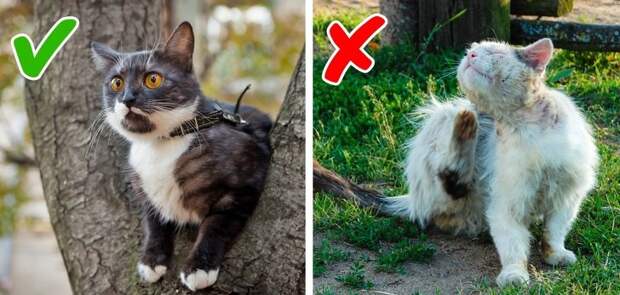 11 признаков плохого самочувствия кошки, на которые обычно не обращают внимания
