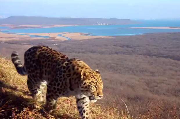 В Приморье самец леопарда попал в кадр фотоловушки на фоне Владивостока