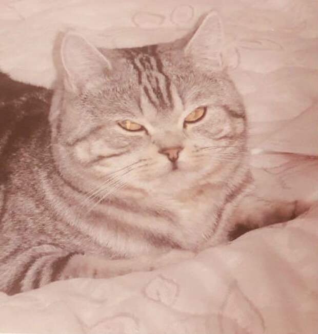 Таким толстощеким Тишка был семь лет назад. Фото: семейный архив кота Тихона. 