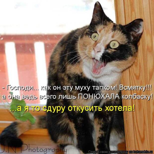 Лучшие котоматрицы недели (50 фото) Лучшие котоматрицы недели (50 фото)