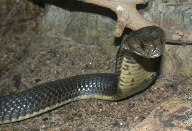 Среднеазиатская кобра: описание, размножение, где обитает