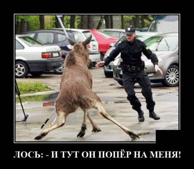 Демотиватор про лося