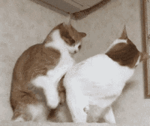 И снова животный позитив! И снова животный позитив!