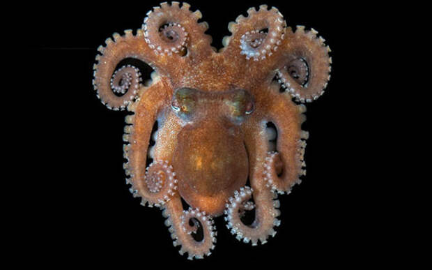 Осьминог с острова Ящериц. 10 самых странных морских моллюсков
