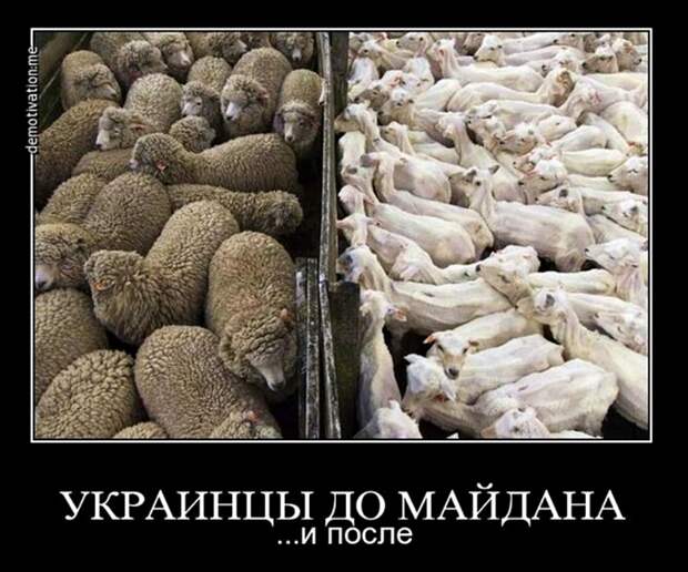 Мысли, фразы, настроение... 