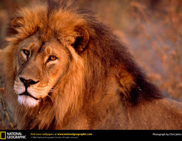 Территория африканского льва