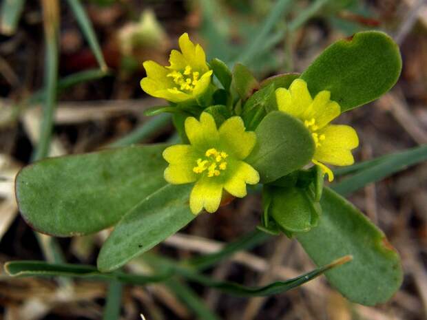 Портулак огородный - Portulaca oleracea.