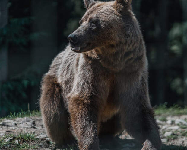 Охотники предупреждают: в горах Туапсе медведи бродят по проезжей части