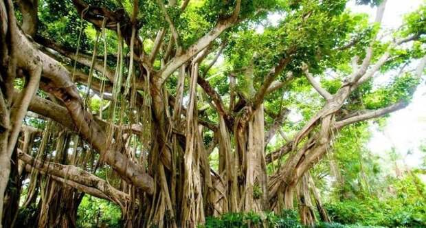Огромный лес всего из одного дерева интераесное, природа, труднодоступные участки