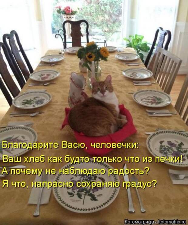 Лучшие котоматрицы недели (50 фото)