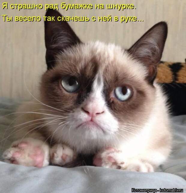Лучшие котоматрицы недели Лучшие котоматрицы недели