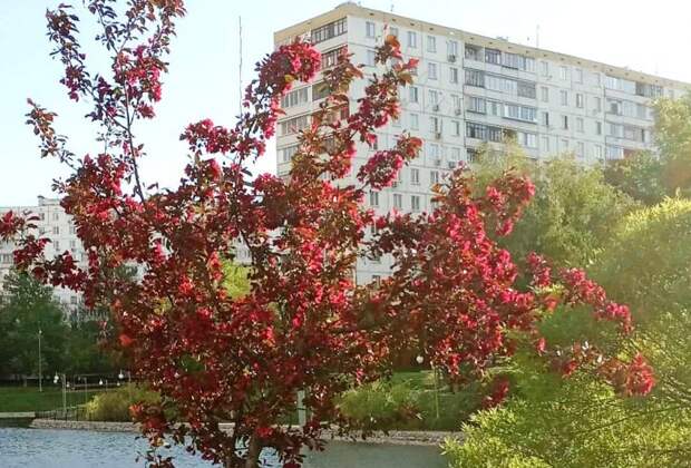 Фото дня: яблони на пруду